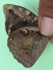 Opsiphanes tamarindi tamarindi