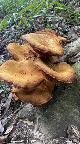 Gymnopilus junonius