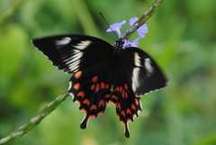 Papilio polytes romulus
