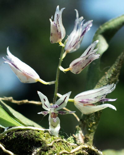 Notyliopsis