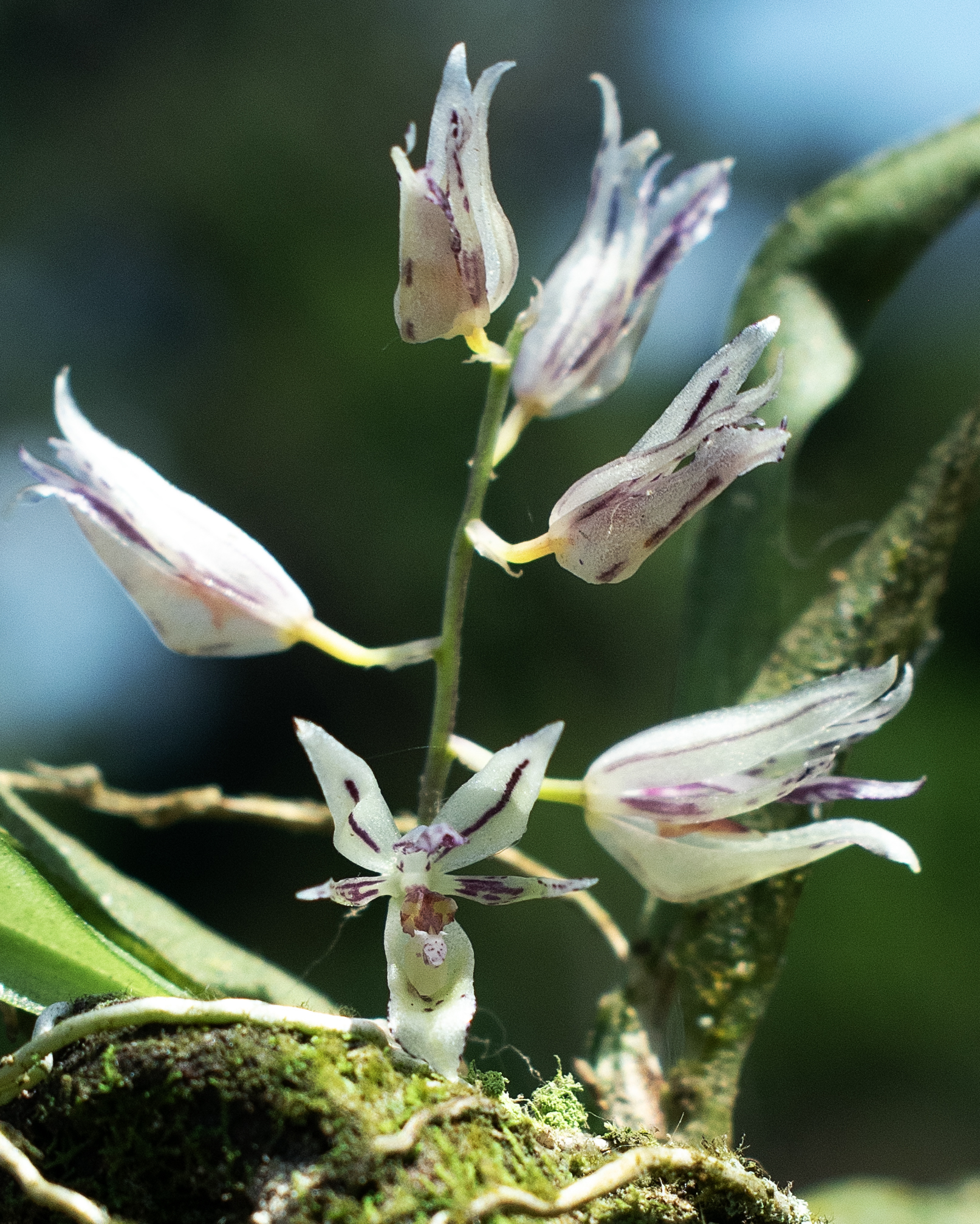 Notyliopsis