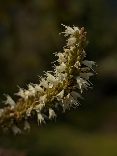 Elsholtzia fruticosa, photograph 5