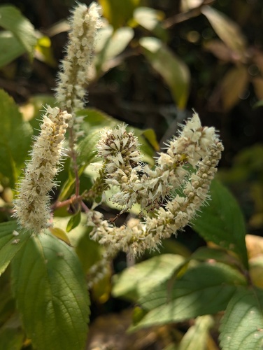 Elsholtzia fruticosa, photograph 6