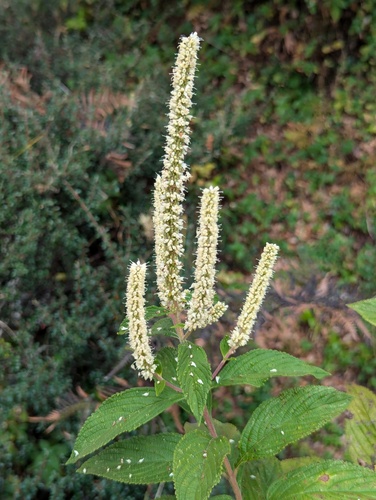 Elsholtzia fruticosa, photograph 4