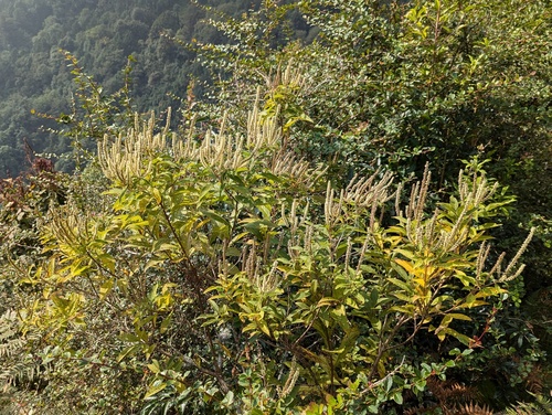 Elsholtzia fruticosa, photograph 3