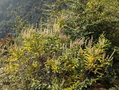 Elsholtzia fruticosa, photograph (c) Sagnik Dutta Roy, some rights reserved (CC BY)