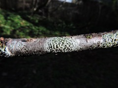 Fungi