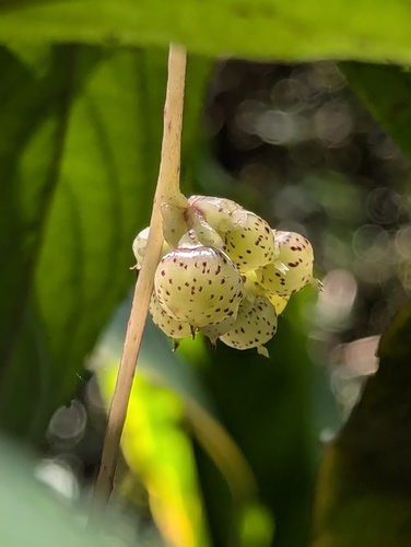 Cuscuta reflexa, photograph 6