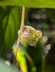 Cuscuta reflexa, photograph (c) Sagnik Dutta Roy, some rights reserved (CC BY)