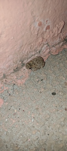 Egyptian Toad
