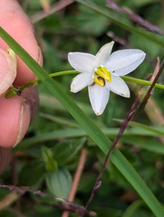 Chlorophytum nepalense, photograph (c) Sagnik Dutta Roy, some rights reserved (CC BY)