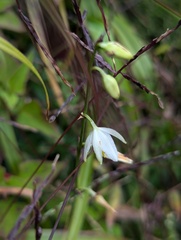 Chlorophytum nepalense, photograph (c) Sagnik Dutta Roy, some rights reserved (CC BY)