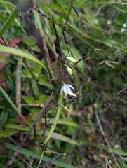 Chlorophytum nepalense, photograph (c) Sagnik Dutta Roy, some rights reserved (CC BY)
