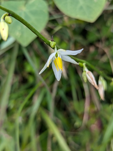 Chlorophytum nepalense, photograph 3
