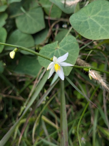 Chlorophytum nepalense, photograph 2