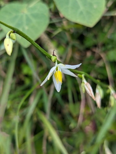 Chlorophytum nepalense (Chlorophytum nepalense)
