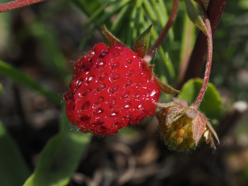 Fragaria virginiana