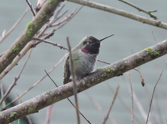 Calypte anna