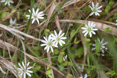 Stellaria humifusa