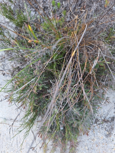 Image of Leucospermum prostratum by (c) Adele SL, some rights reserved (CC BY)