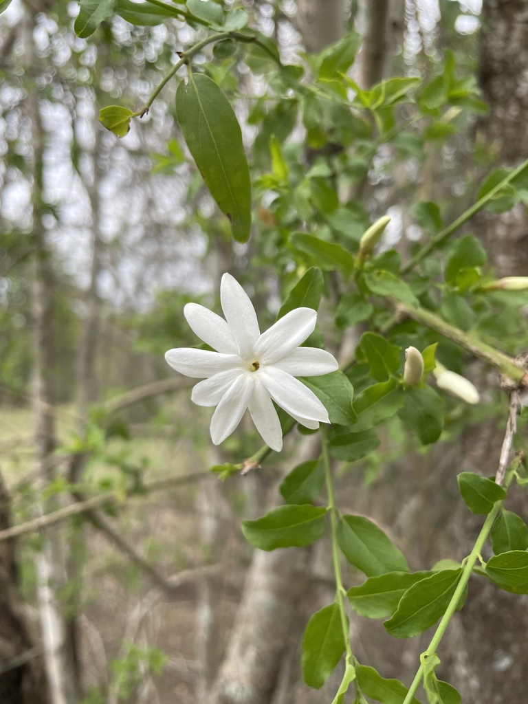Jasminum breviflorum, Jozini Rural, Mkuze, KwaZulu-Natal, ZA, by nickphilipson