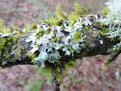 Fungi