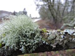 Fungi