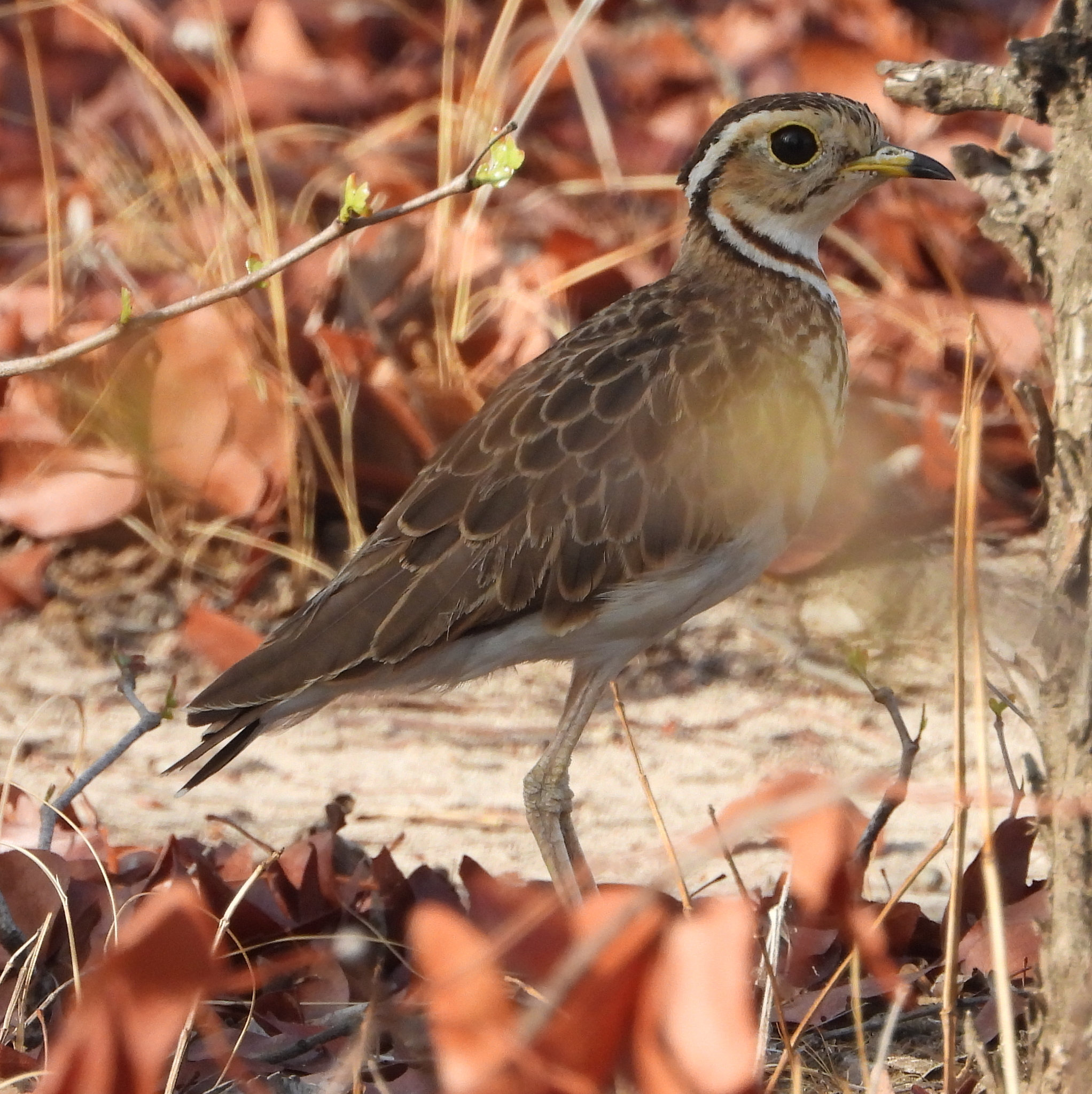 Three-banded Courser (Rhinoptilus cinctus), photo 9