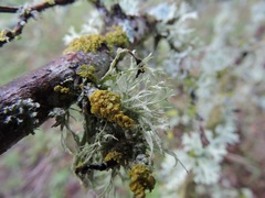 Fungi