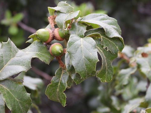 Quercus hintoniorum
