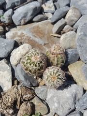 Echinocereus armatus