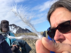 Lagopus muta hyperborea