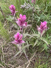 Castilleja elegans