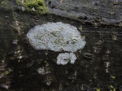 Fungi