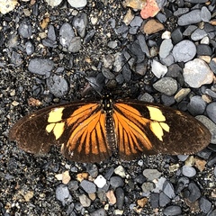 Eueides vibilia