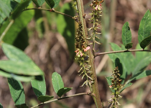 Indigofera suffruticosa iNat (3)