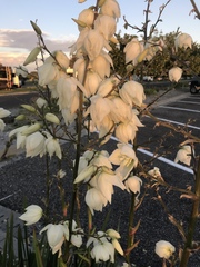 Yucca flaccida