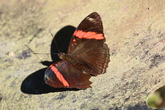 Adelpha lycorias