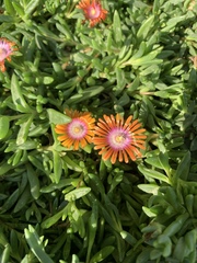 Malephora crocea