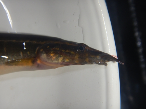 Peacock eel (Macrognathus siamensis) — Mastacembelidae — 4