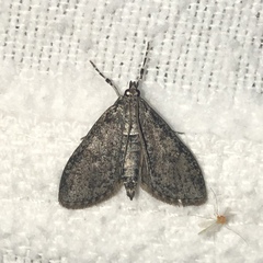 Palpita aenescentalis