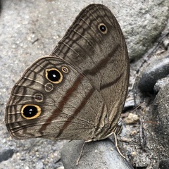 Megeuptychia antonoe