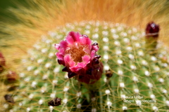 Cephalocereus polylophus