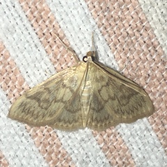 Crocidophora serratissimalis