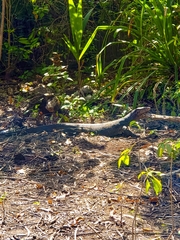 Varanus togianus