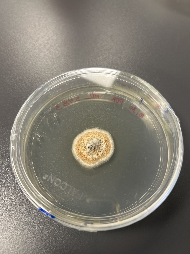Bimuria