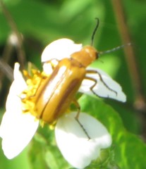 Nemognatha punctulata