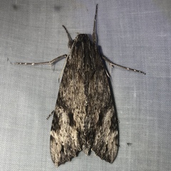 Erinnyis oenotrus