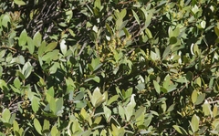 Quercus vacciniifolia