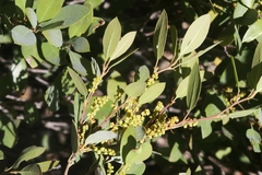 Quercus vacciniifolia